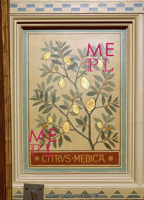 : Citrus medica, citron : Citrus medica, citron