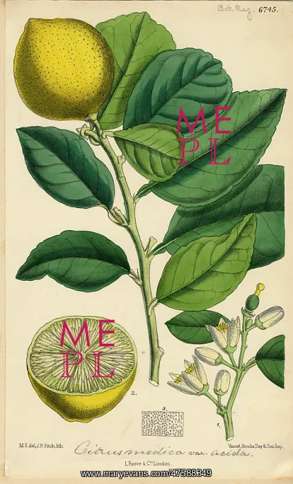 : Citrus medica, citron melon : Citrus medica, citron melon