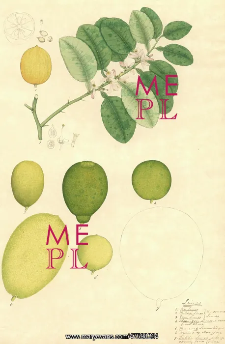 : Citrus medica, lime : Citrus medica, lime