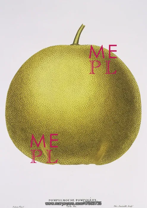 : Citrus paradisi, grapefruit : Citrus paradisi, grapefruit