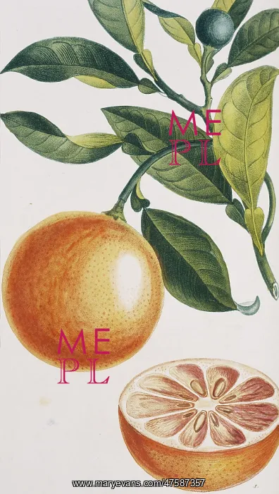 : Citrus sinensis, orange : Citrus sinensis, orange