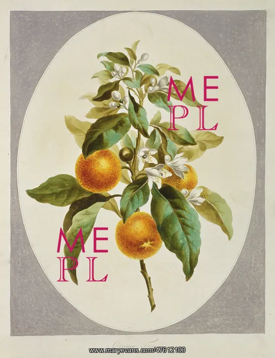 : Citrus sinensis, orange tree : Citrus sinensis, orange tree