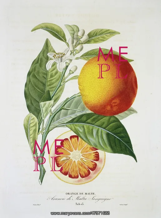 : Citrus sinensis, sweet orange : Citrus sinensis, sweet orange