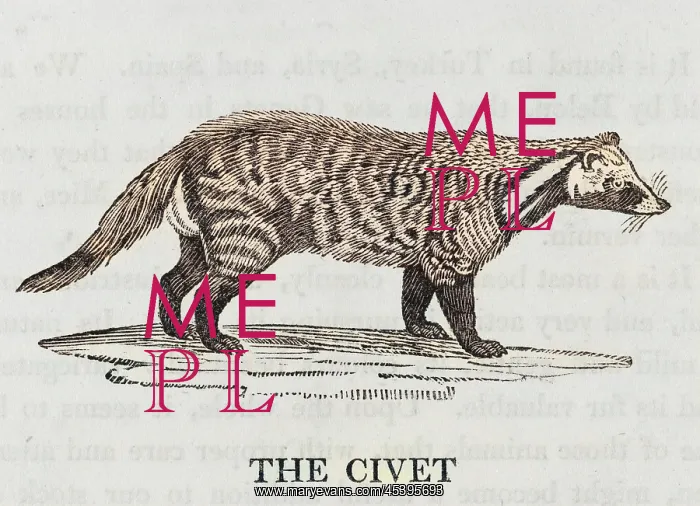 : CIVET (BEWICK) : CIVET (BEWICK)