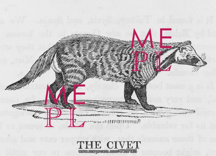  : CIVET (BEWICK)
