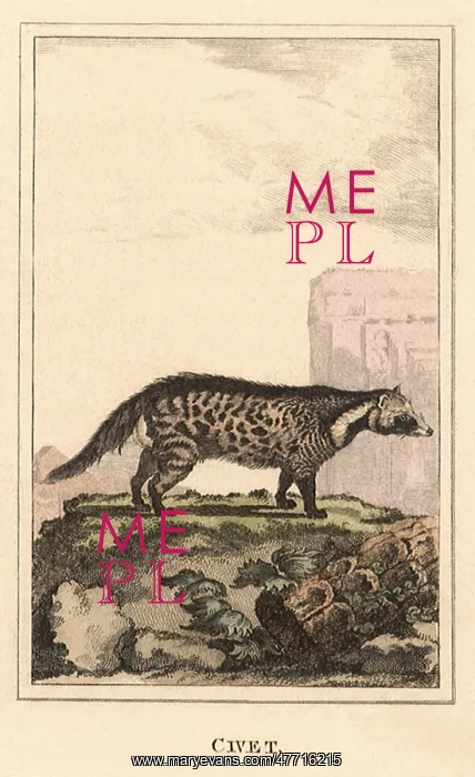  : Civet Cat