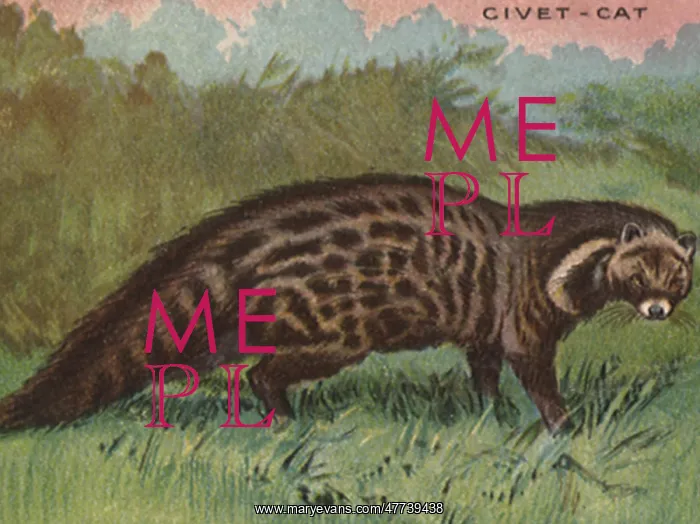  : Civet - cat
