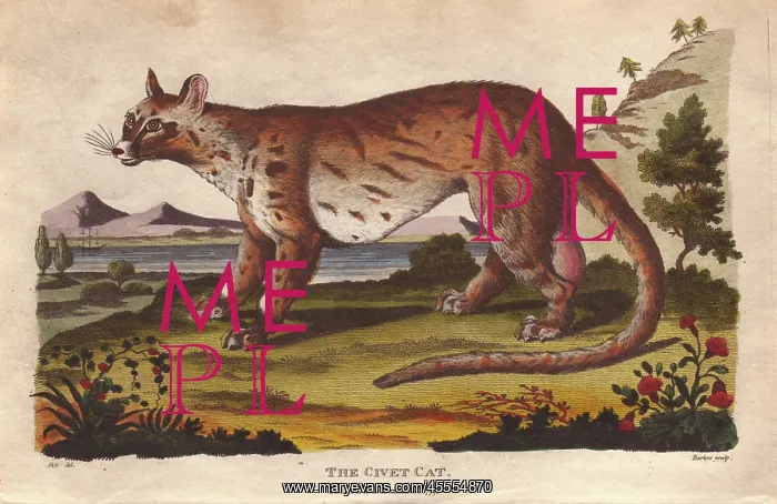 : Civet cat, Civetticus civetta : Civet cat, Civetticus civetta