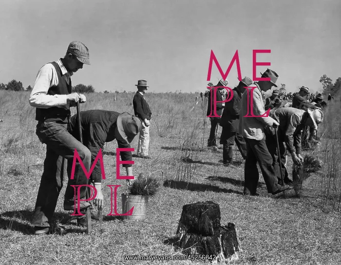 : Civilian Conservation Corps (CCC) planting trees : Civilian Conservation Corps (CCC) planting trees