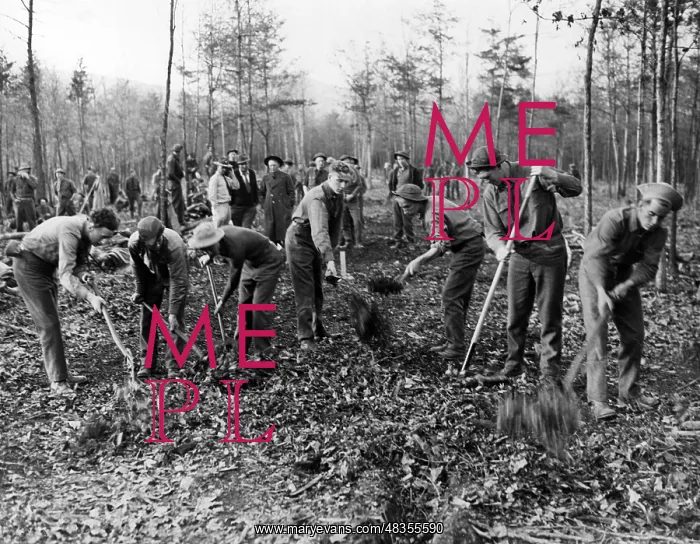 : Civilian Conservation Corps: Roosevelt Forest : Civilian Conservation Corps: Roosevelt Forest