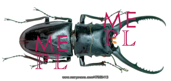 : Cladognathus sp. stag beetle : Cladognathus sp. stag beetle