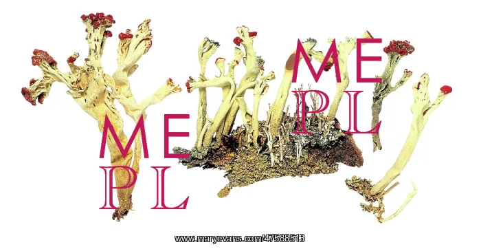 : Cladonia sulphuratum, lichen : Cladonia sulphuratum, lichen