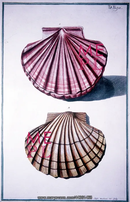 : Clam Shells : Clam Shells