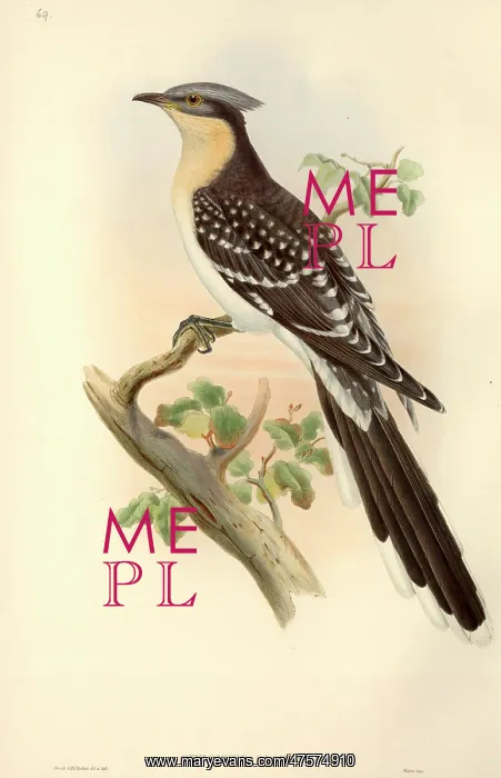 : Clamator glandarius, great spotted cuckoo : Clamator glandarius, great spotted cuckoo