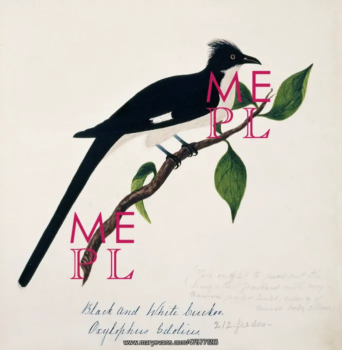 : Clamator jacobinus, jacobin cuckoo : Clamator jacobinus, jacobin cuckoo