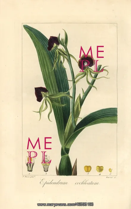 : Clamshell orchid, Epidendrum cochleatum : Clamshell orchid, Epidendrum cochleatum