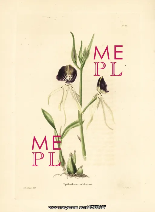 : Clamshell orchid, Prosthechea cochleata : Clamshell orchid, Prosthechea cochleata