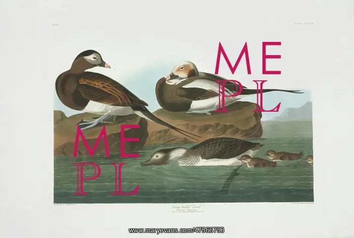 : Clangula hyemalis, long-tailed duck : Clangula hyemalis, long-tailed duck