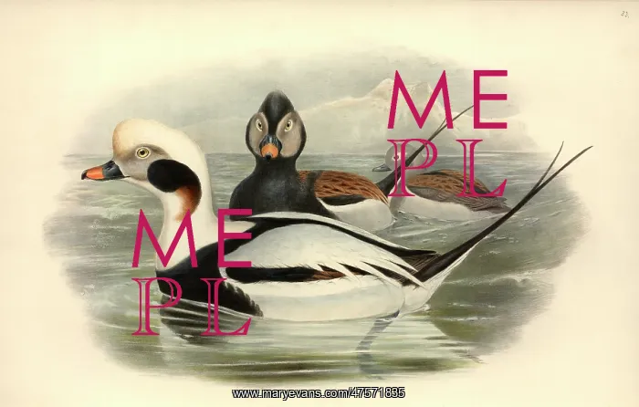 : Clangula hyemalis, long-tailed duck : Clangula hyemalis, long-tailed duck