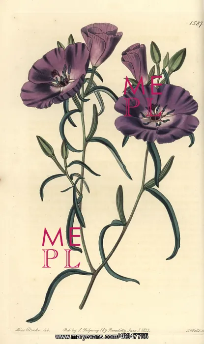 : Clarkia tenella subsp tenella : Clarkia tenella subsp tenella