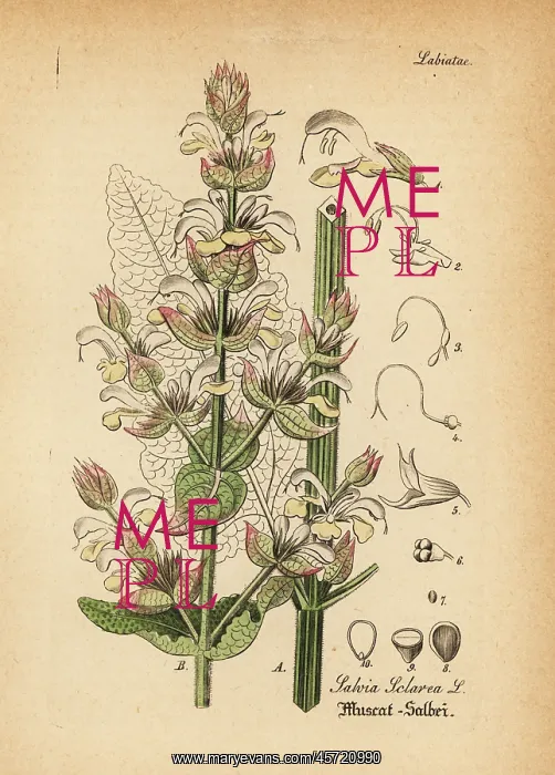 : Clary sage, Salvia sclarea : Clary sage, Salvia sclarea