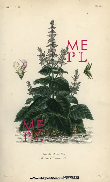 : Clary sage, Salvia selarea : Clary sage, Salvia selarea