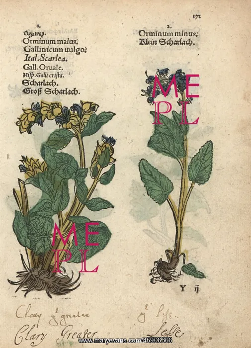 : Clary sage varieties, Salvia sclarea : Clary sage varieties, Salvia sclarea