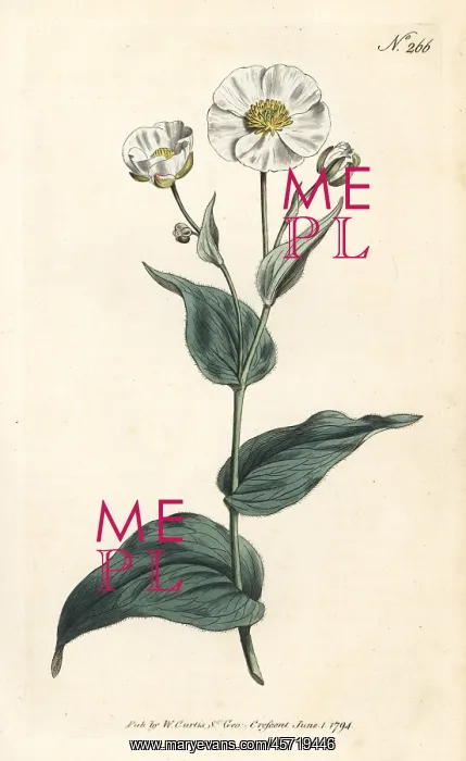 : Clasping buttercup, Ranunculus amplexicaulis : Clasping buttercup, Ranunculus amplexicaulis