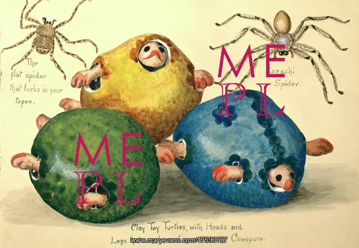 : Clay Toy Turtles and spiders : Clay Toy Turtles and spiders