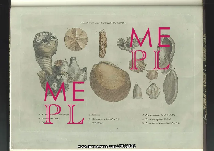 : Clay over the Upper Oolite fossils : Clay over the Upper Oolite fossils