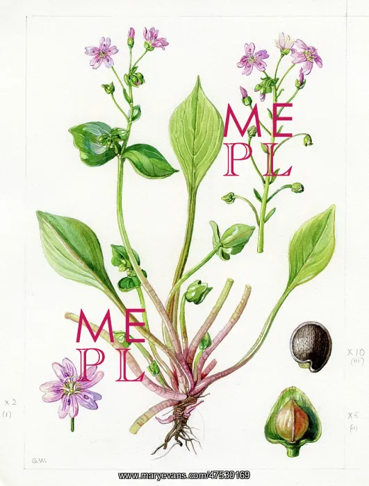: Claytonia alsinoides - chickweed : Claytonia alsinoides - chickweed