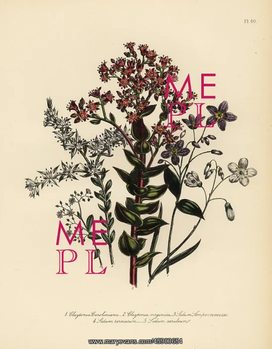 : Claytonia and stonecrop species : Claytonia and stonecrop species
