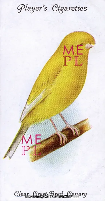  : Clear Crest-Bred Canary