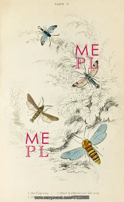 : FOUR CLEAR WING MOTHS : FOUR CLEAR WING MOTHS