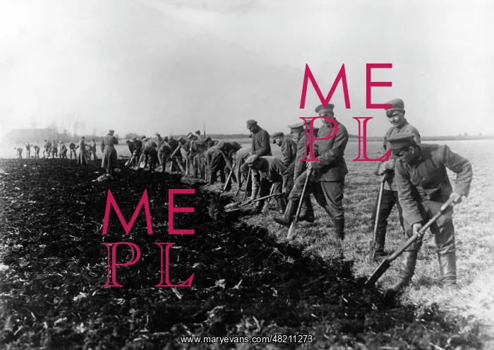 : Clearing of moorland by prisoners, 1915 : Clearing of moorland by prisoners, 1915