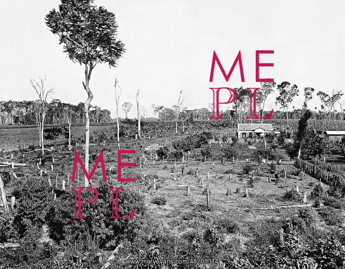 : Clearing of the rain forest to build a settlement, 1929 : Clearing of the rain forest to build a settlement, 1929