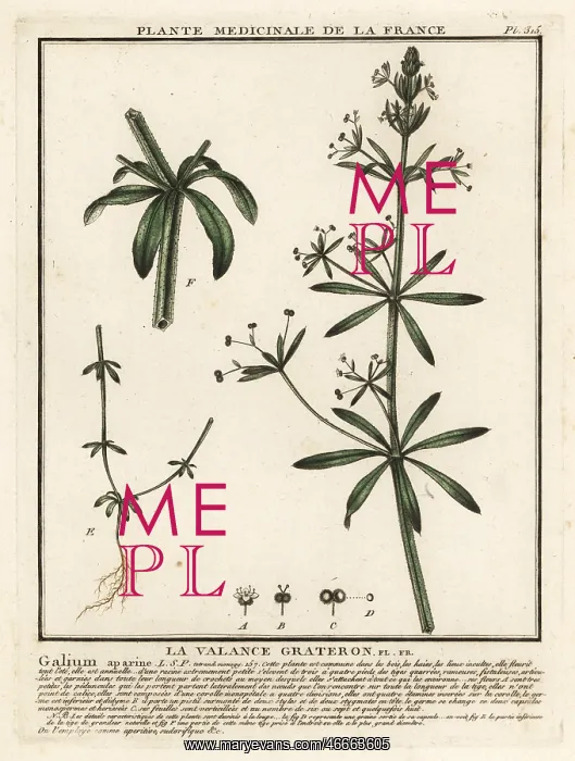 : Cleavers, Galium aparine : Cleavers, Galium aparine