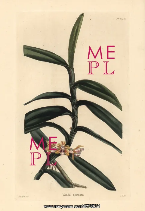 : Cleisostoma rostratum orchid : Cleisostoma rostratum orchid