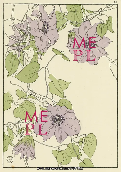 : Clematis. Decorative flower study by Jeannie Foord : Clematis. Decorative flower study by Jeannie Foord