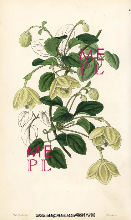 : Clematis cirrhosa : Clematis cirrhosa