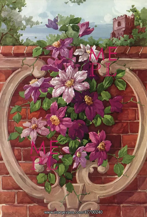  : Clematis Design
