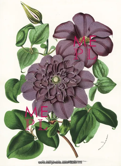 : Clematis excelsior hybrid : Clematis excelsior hybrid