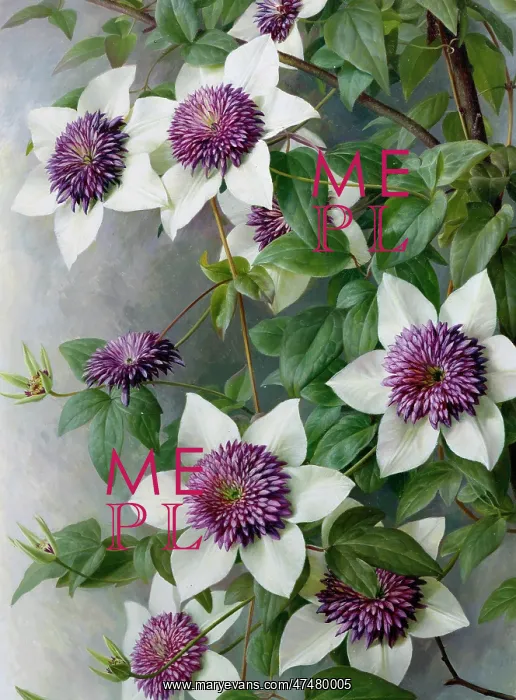 : Clematis florida Sieboldii : Clematis florida Sieboldii