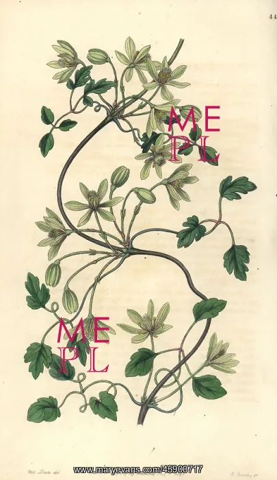 : Clematis forsteri : Clematis forsteri