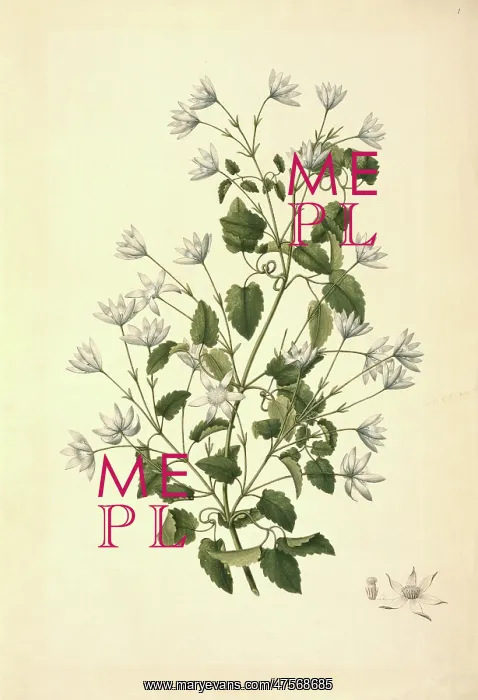 : Clematis forsteri, clematis : Clematis forsteri, clematis