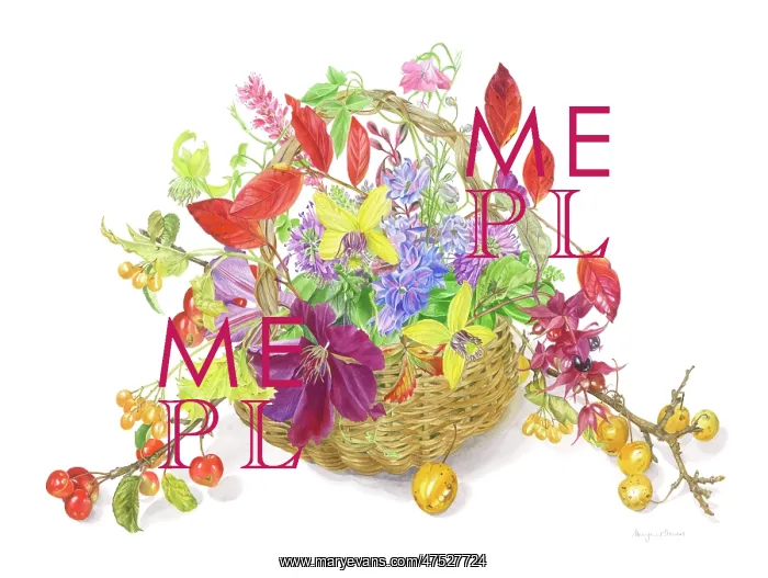 : Clematis, Hebes, Cherries, Crab Apples etc : Clematis, Hebes, Cherries, Crab Apples etc