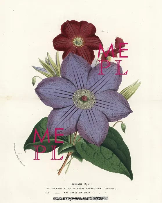 : Clematis hybrids, Clematis viticella : Clematis hybrids, Clematis viticella