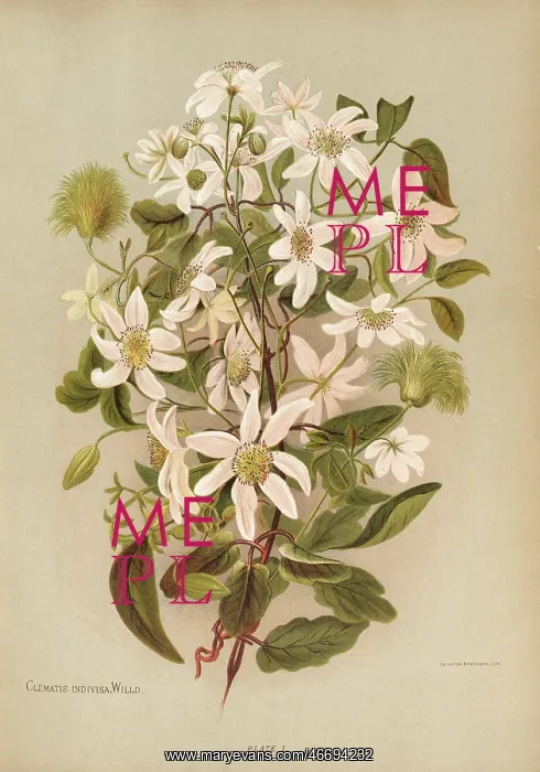 : Clematis Indivisa Willd. or Clematis Paniculata : Clematis Indivisa Willd. or Clematis Paniculata