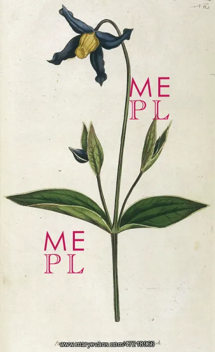 : Clematis Integrifolia : Clematis Integrifolia