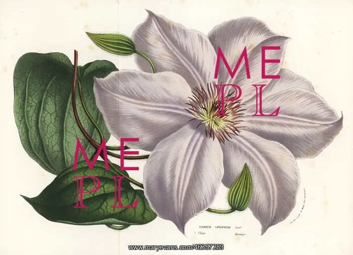 : Clematis lanuginosa : Clematis lanuginosa